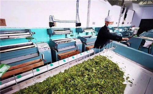 普安供電局 電亮古茶樹之鄉(xiāng)，服務(wù)黔茶第一春