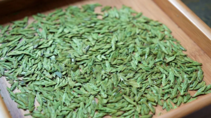 湄潭茶的“質”與“新” 傳承與創新中的茶葉加工之道