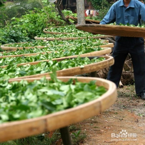 茶葉全攻略之鐵觀音的加工工藝 從鮮葉到香茗的匠心之旅