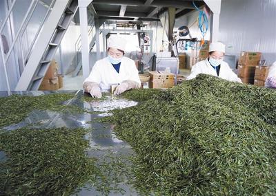 產(chǎn)學(xué)研融合，為茶葉加工“增色添香”