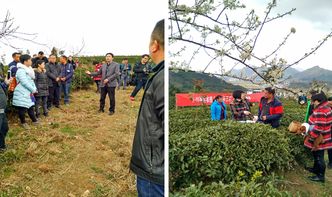 貴定縣舉辦茶葉采摘加工培訓(xùn)，科技賦能茶產(chǎn)業(yè)提質(zhì)增效