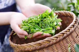 七窨茉莉花茶 溫江人夏日的“續(xù)命”甘泉