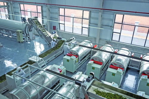 從一億到六十億 看“陽新速度”如何泡出茶葉新經(jīng)濟(jì)