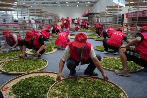 技顯匠心，茶韻飄香——第六屆全國農(nóng)業(yè)行業(yè)職業(yè)技能大賽茶葉加工工（精制）賽四川省選拔賽正式啟幕