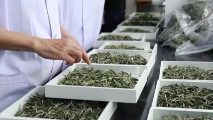 八馬茶業(yè)與瀾滄古茶的上市沖刺 茶葉加工行業(yè)面臨的重重挑戰(zhàn)